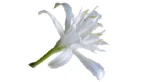 Sand Lily