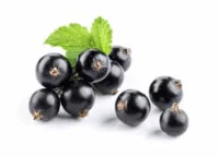 black currant