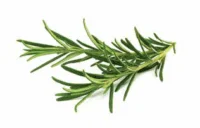 rosemary